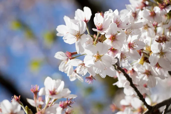Flor de cerezo blanco (Sakura) en primavera con fondo de cielo azul —  Fotos de Stock