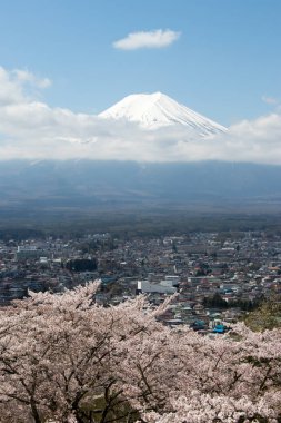Ön plan mavi gökyüzü arka plan üzerinde beyaz bulut ve sakura çiçeği ile Japonya'nın landmark ünlü gibidir Fuji Dağı