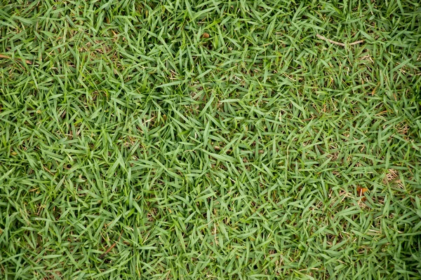 Horní pohled na zelenou trávu pozadí — Stock fotografie