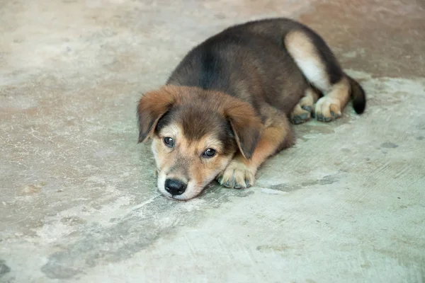 Beton zemin üzerinde uzanmış kahverengi beyaz melez köpek — Stok fotoğraf