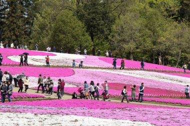 SAITAMA JAPAN - APR 28, 2017: Pink moss (Shibazakura, Phlox subulata) flower at Hitsujiyama Park in Saitama Prefecture, Kanto area, Japan. This is the famous place for tourist attraction. clipart