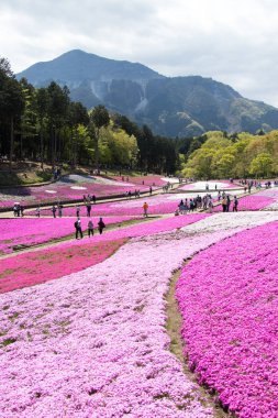 Saitama Japonya - 28 Nisan 2017: Pembe moss (Shibazakura, Phlox subulata) çiçek Saitama Prefecture, Kanto alan, Japonya Hitsujiyama Park'ta. Ünlü turistik için burası.