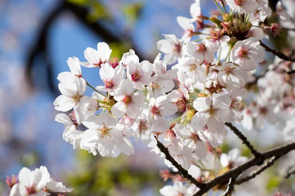 Flor de cerezo blanco (Sakura) en primavera con fondo de cielo azul —  Fotos de Stock