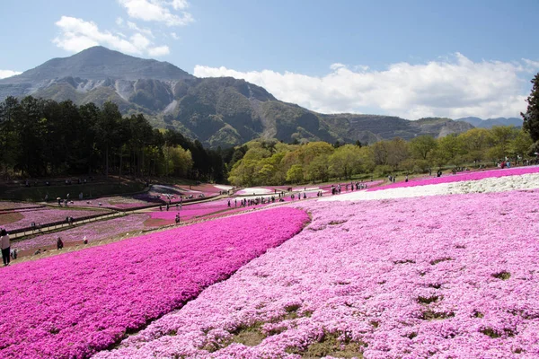 Saitama Japonya - 28 Nisan 2017: Pembe moss (Shibazakura, Phlox subulata) çiçek Saitama Prefecture, Kanto alan, Japonya Hitsujiyama Park'ta. Ünlü turistik için burası.