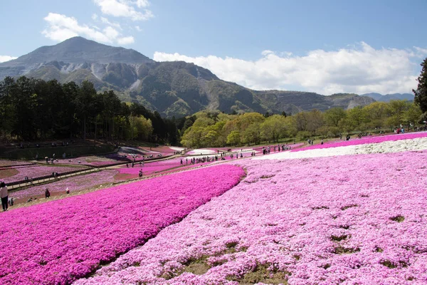 SAITAMA JAPÓN - 28 DE ABR DE 2017: El musgo rosado (Shibazakura, Phlox subulata) florece en el Parque Hitsujiyama en la Prefectura de Saitama, área de Kanto, Japón. Este es el famoso lugar de atracción turística . — Foto de Stock