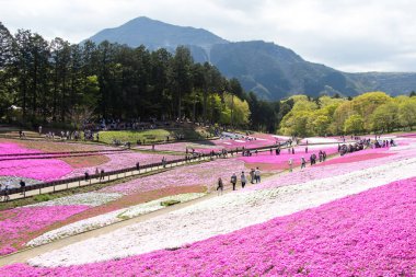 Saitama Japonya - 28 Nisan 2017: Pembe moss (Shibazakura, Phlox subulata) çiçek Saitama Prefecture, Kanto alan, Japonya Hitsujiyama Park'ta. Ünlü turistik için burası.