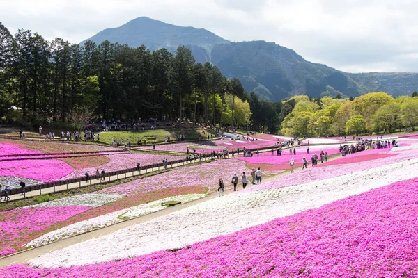 Saitama Japonya - 28 Nisan 2017: Pembe moss (Shibazakura, Phlox subulata) çiçek Saitama Prefecture, Kanto alan, Japonya Hitsujiyama Park'ta. Ünlü turistik için burası.