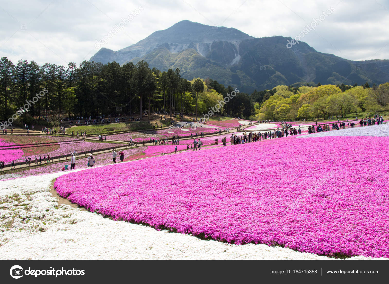 SAITAMA JAPAN - APR 28, 2017: Pink moss (Shibazakura, Phlox subulata