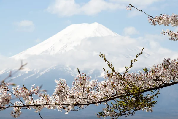 Fuji hegy Japánban, mint háttér sakura virág, előtér — Stock Fotó