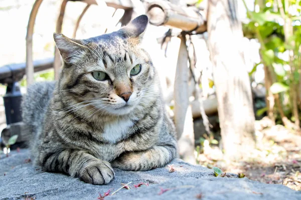 Bahçe arka plan ile sert yüzü sevimli kedi