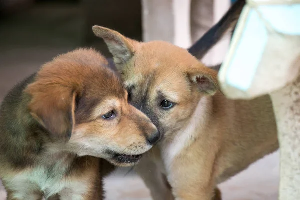 İki köpek yavrusu oynamak komik beton arka plan ile birlikte — Stok fotoğraf