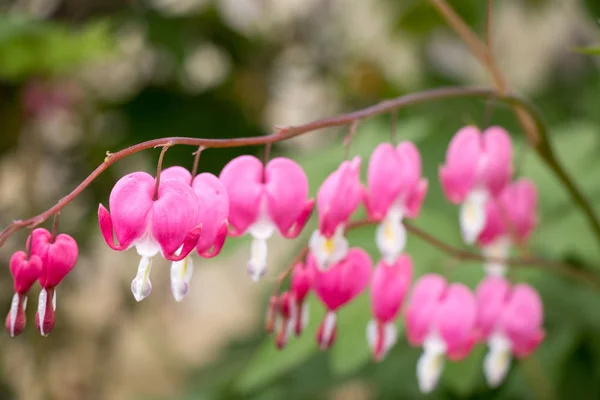 ピンクのハート形の花背景 (学名: ケマンソウ) — ストック写真
