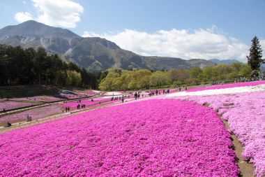 Saitama Japonya - 28 Nisan 2017: Pembe moss (Shibazakura, Phlox subulata) çiçek Saitama Prefecture, Kanto alan, Japonya Hitsujiyama Park'ta. Ünlü turistik için burası.