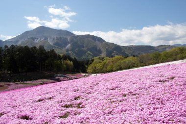 Saitama Japonya - 28 Nisan 2017: Pembe moss (Shibazakura, Phlox subulata) çiçek Saitama Prefecture, Kanto alan, Japonya Hitsujiyama Park'ta. Ünlü turistik için burası.