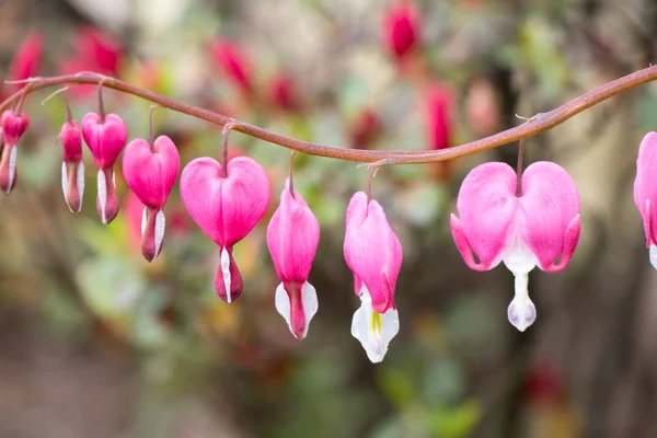 Fond fleur en forme de coeur rose (Nom scientifique : Lamprocapn — Photo