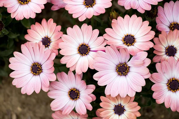 Vista superior de hermoso fondo de flor rosa — Foto de Stock