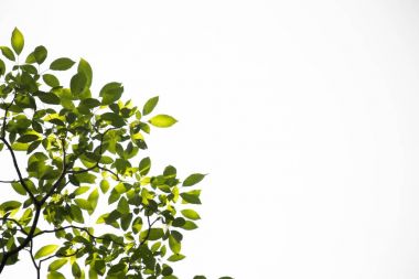 Yeşil grup beyaz gökyüzü arka plan üzerinde bırakır