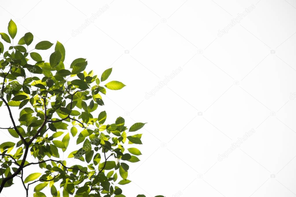 Group of green leaves on white sky background