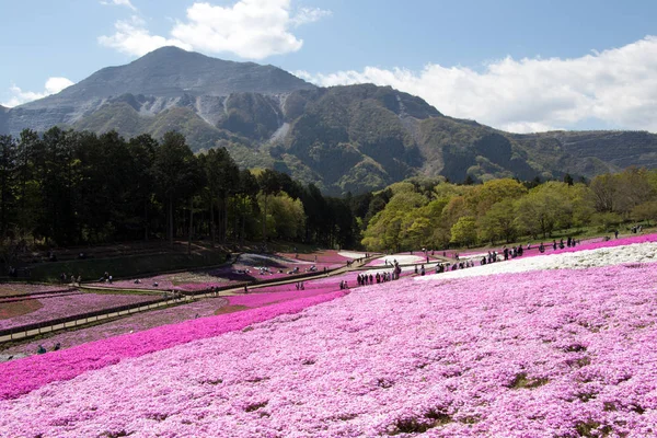 Saitama Japonya - 28 Nisan 2017: Pembe moss (Shibazakura, Phlox subulata) çiçek Saitama Prefecture, Kanto alan, Japonya Hitsujiyama Park'ta. Ünlü turistik için burası.