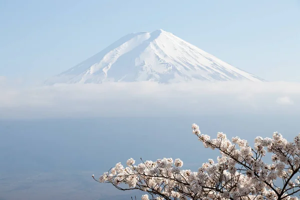 De berg Fuji in japan als achtergrond met sakura bloesem als voorgrond — Stockfoto