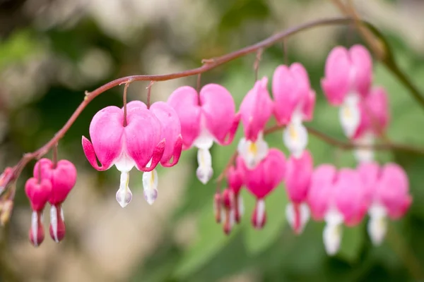 ピンクのハート形の花背景 (学名: ケマンソウ) — ストック写真