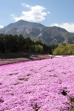 Saitama Japonya - 28 Nisan 2017: Pembe moss (Shibazakura, Phlox subulata) çiçek Saitama Prefecture, Kanto alan, Japonya Hitsujiyama Park'ta. Ünlü turistik için burası.