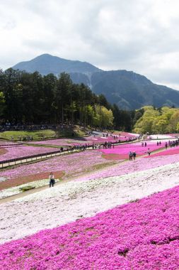Saitama Japonya - 28 Nisan 2017: Pembe moss (Shibazakura, Phlox subulata) çiçek Saitama Prefecture, Kanto alan, Japonya Hitsujiyama Park'ta. Ünlü turistik için burası.