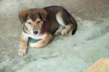 Beton zemin üzerinde uzanmış kahverengi beyaz melez köpek