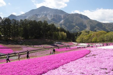 Saitama Japonya - 28 Nisan 2017: Pembe moss (Shibazakura, Phlox subulata) çiçek Saitama Prefecture, Kanto alan, Japonya Hitsujiyama Park'ta. Ünlü turistik için burası.