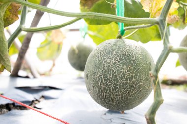 Yeşil kavun meyve Tarım çiftliği arka plan üzerinde asılı