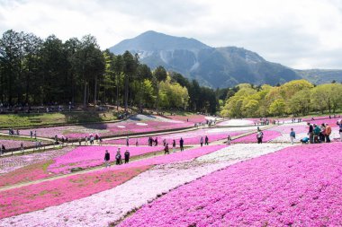 Saitama Japonya - 28 Nisan 2017: Pembe moss (Shibazakura, Phlox subulata) çiçek Saitama Prefecture, Kanto alan, Japonya Hitsujiyama Park'ta. Ünlü turistik için burası.