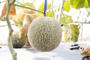 Yeşil kavun meyve Tarım çiftliği arka plan üzerinde asılı