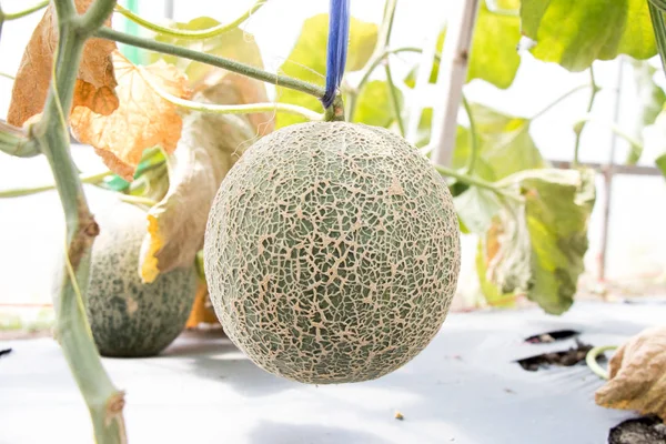 Yeşil kavun meyve Tarım çiftliği arka plan üzerinde asılı