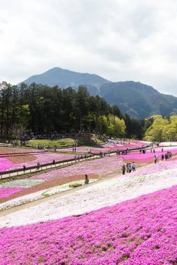 Saitama Japonya - 28 Nisan 2017: Pembe moss (Shibazakura, Phlox subulata) çiçek Saitama Prefecture, Kanto alan, Japonya Hitsujiyama Park'ta. Ünlü turistik için burası.
