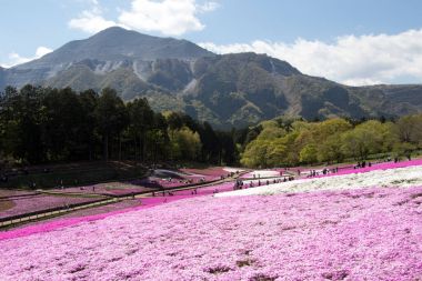 Saitama Japonya - 28 Nisan 2017: Pembe moss (Shibazakura, Phlox subulata) çiçek Saitama Prefecture, Kanto alan, Japonya Hitsujiyama Park'ta. Ünlü turistik için burası.