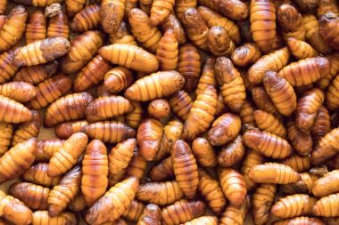 Kahverengi ipek solucanın kapalı koza arka plan yapmak için hazırlamak