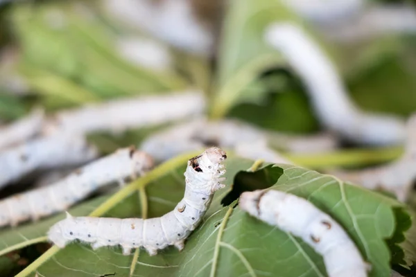 Closed up of silkworm on mulberry leaf background — Stock Photo, Image