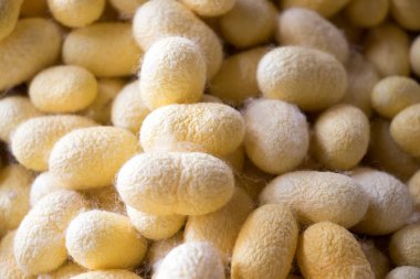 Grup sarı koza ipek solucan arka plan kapandı