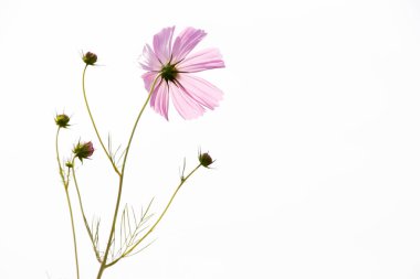 Güzel pembe renk cosmos çiçek beyaz gökyüzü arka plan üzerinde