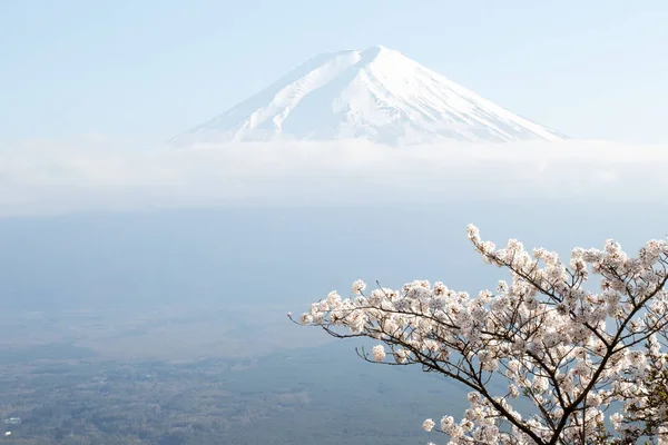 Fuji berget i japan som bakgrund med sakura blomma som förgrund — Stockfoto