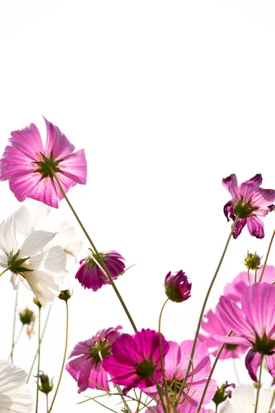 Krásná růžová barva vesmíru květina na pozadí zbělalo — Stock fotografie