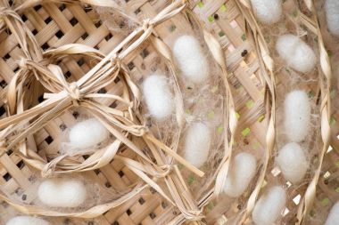 Örgü yuvası arka planında beyaz ipek böceği kozası grubu kapalı.