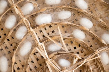 Örgü yuvası arka planında beyaz ipek böceği kozası grubu kapalı.