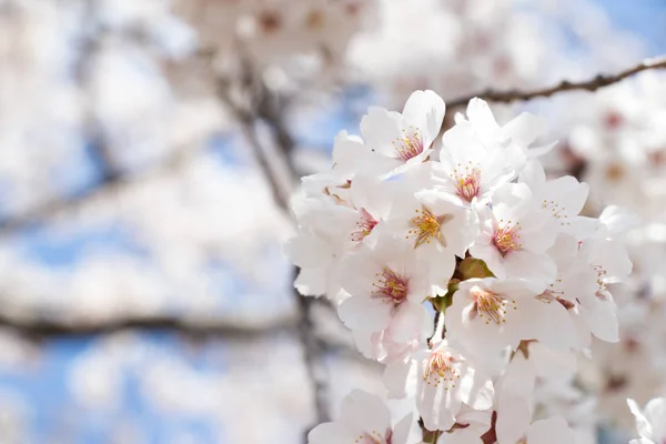 Cerrado de flor sakura (cerezo) flor sobre fondo de cielo azul —  Fotos de Stock