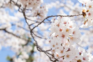 Çiçek sakura (kiraz) çiçeği mavi gökyüzü arka plan üzerinde kapalı