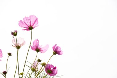 Güzel pembe renk cosmos çiçek beyaz gökyüzü arka plan üzerinde