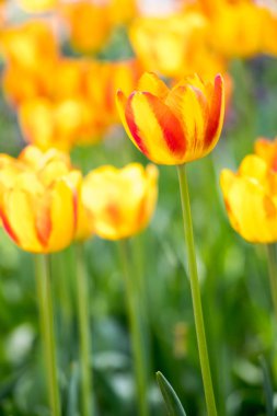 Çiçek açan Lale Çiçek Bahçe zemin üzerine sarı renk