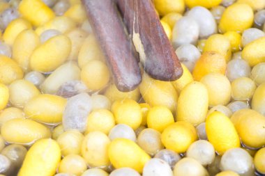 İpek makaralama için vintage yöntemi ve sıcak su arka planda sarı ve beyaz koza kapandı