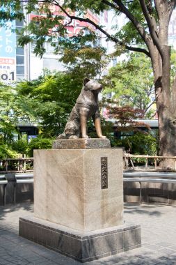 Tokyo, Japonya - 29 Nisan 2017: Hachiko köpek heykeli önünde Shibuya istasyonu, Tokyo. Bu Simgesel Yapı ve toruist cazibe için ünlü varış noktası değil.