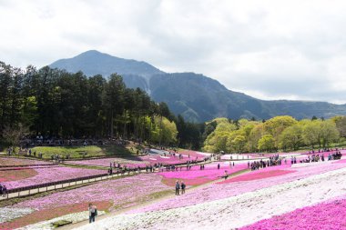 Saitama Japonya - 28 Nisan 2017: Pembe moss (Shibazakura, Phlox subulata) çiçek Saitama Prefecture, Kanto alan, Japonya Hitsujiyama Park'ta. Ünlü turistik için burası.